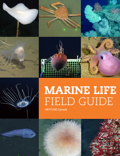 MARINE LIFE  FIELD GUIDE