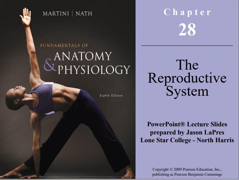 The  Reproductive  System